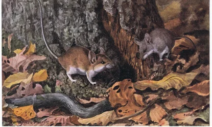 Souris à pieds blancs avec pelage fauve regardant un jeune